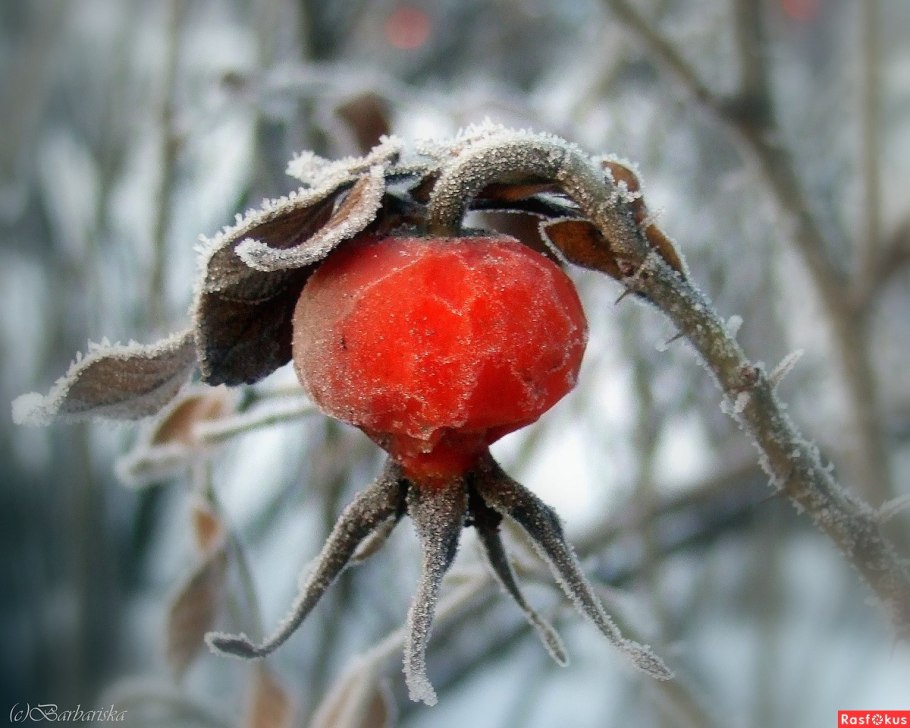 Мандариновое дерево зимой