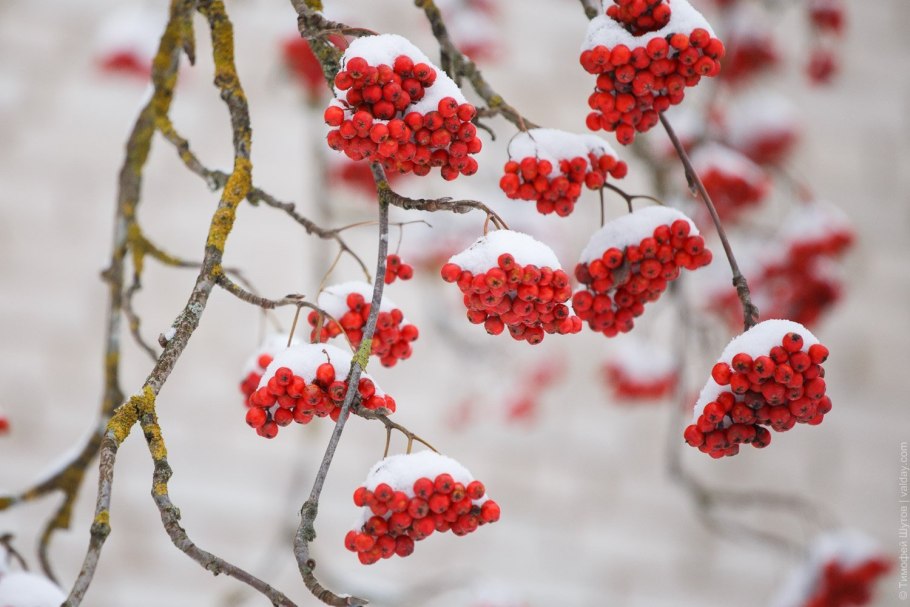 Ягоды зимой