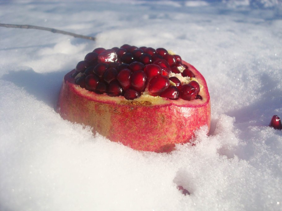 Рябина обыкновенная зима