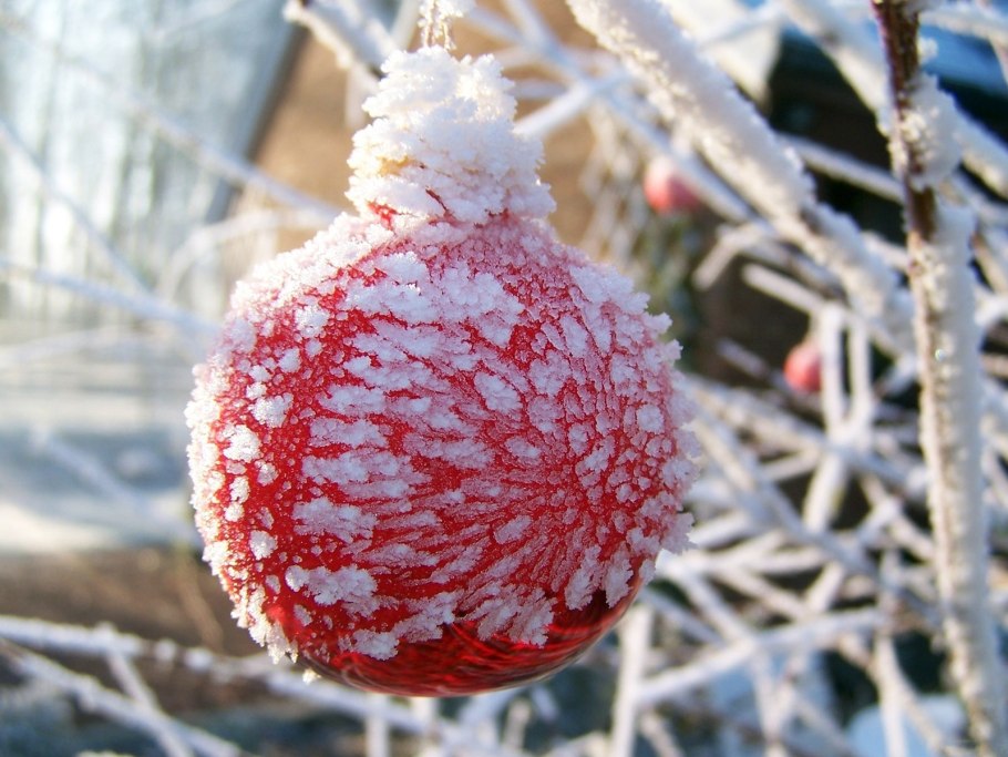 Гранатовое дерево на фоне солнца
