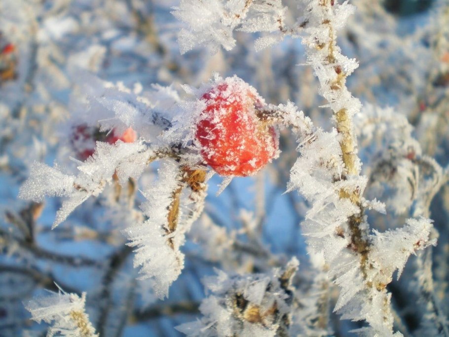 Яблоневый сад зимой
