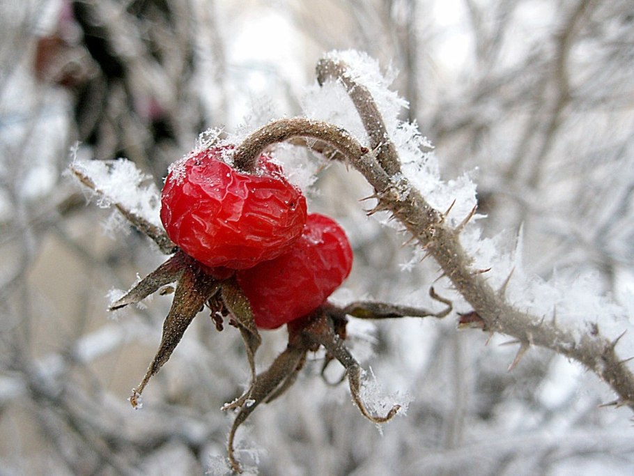 Шиповник иглистый зима