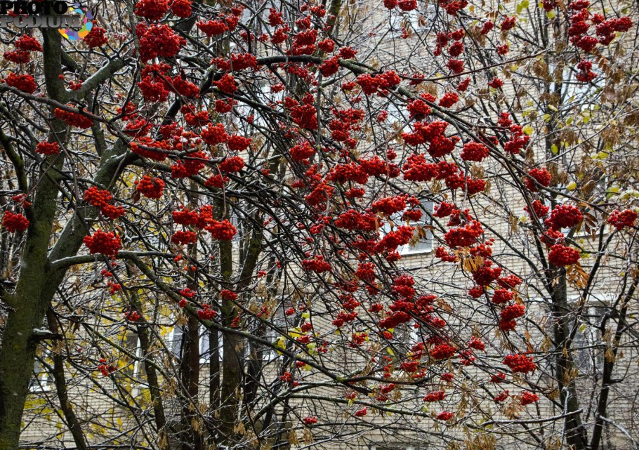 Ветви яблони зимой