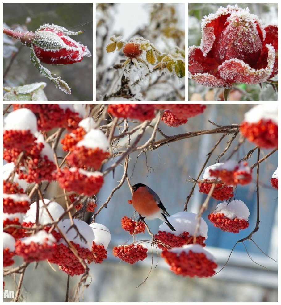 Ягоды рябины в снегу