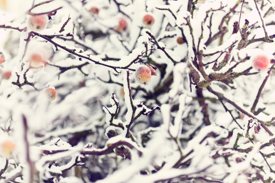 Калина в снегу