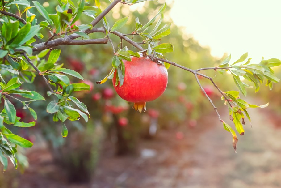 Дерево гранат
