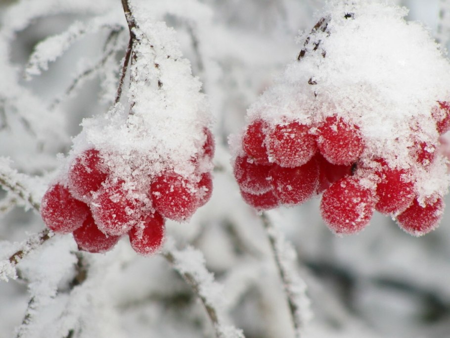 Хурма в снегу