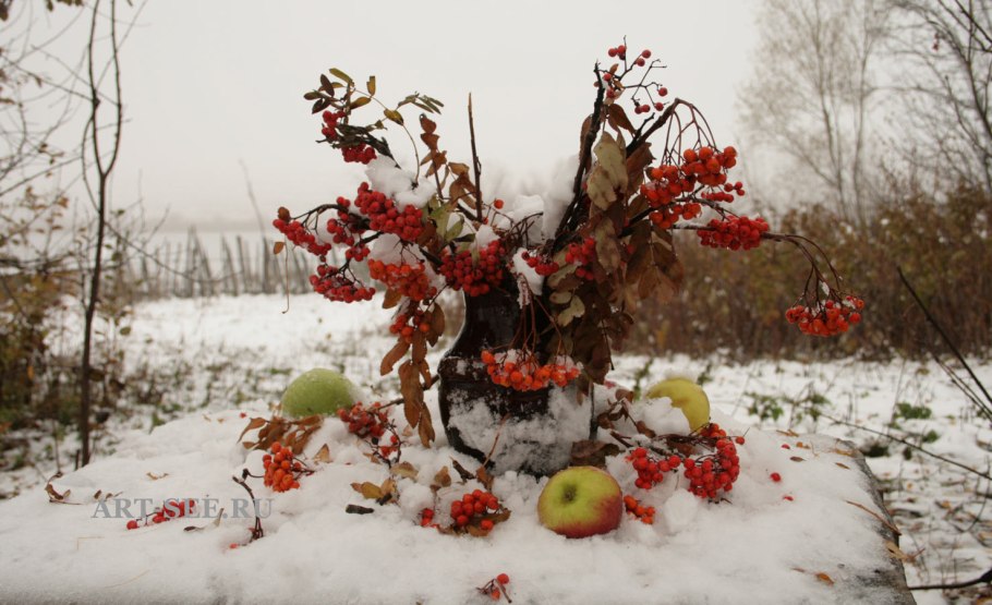 Гранат обыкновенный дерево