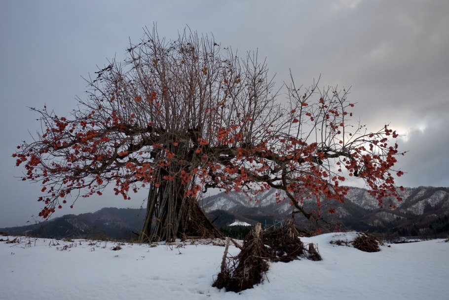 Гранатовое дерево цветение