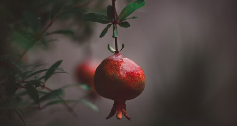 Красные ягоды зимой