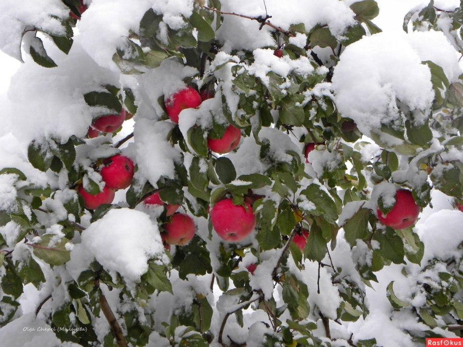 Ягоды рябины в снегу