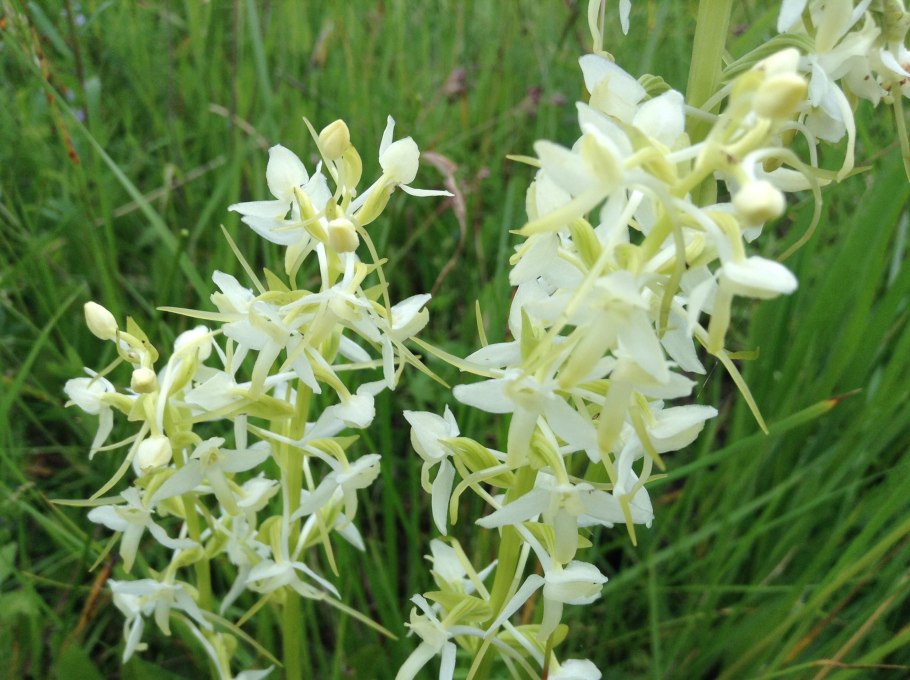 Любка двулистная (Platanthera bifolia)