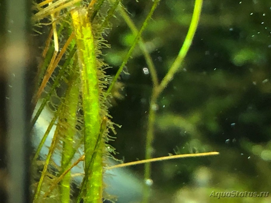 Бурые диатомовые водоросли