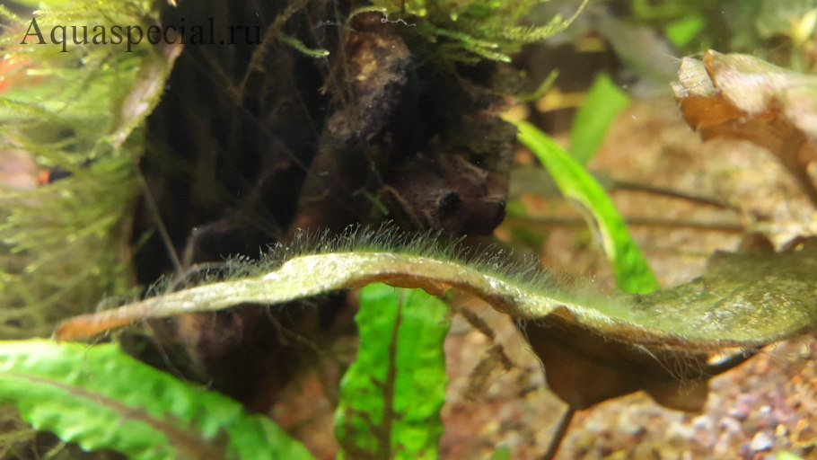 Роголистник Валлиснерия