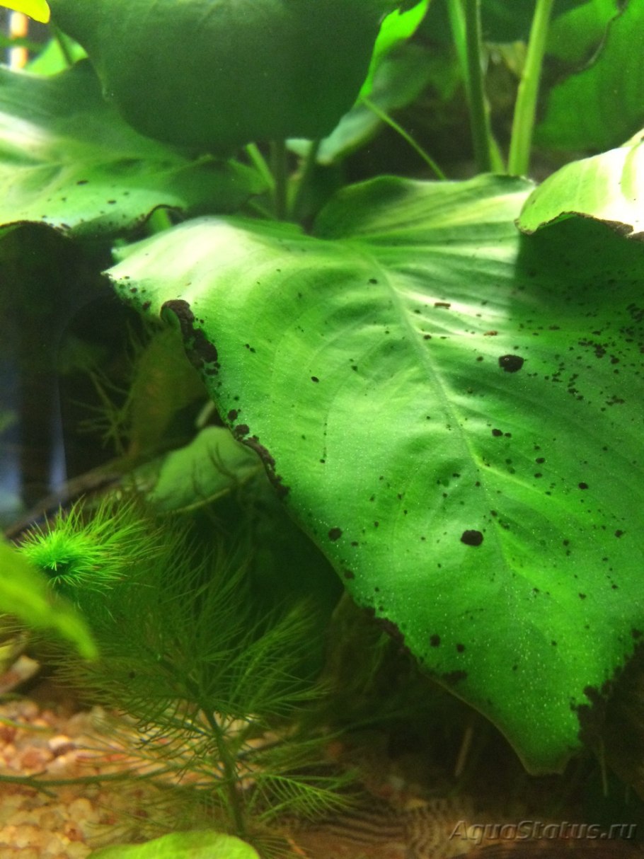 Нитчатка на валлиснерии