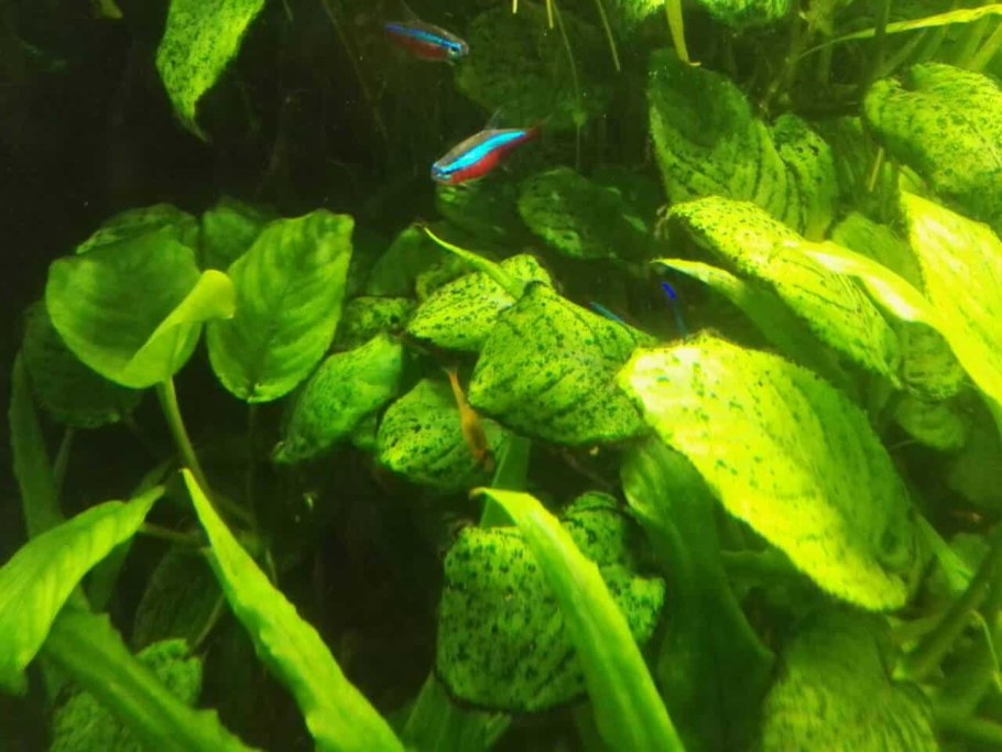 Коричневый налет в аквариуме