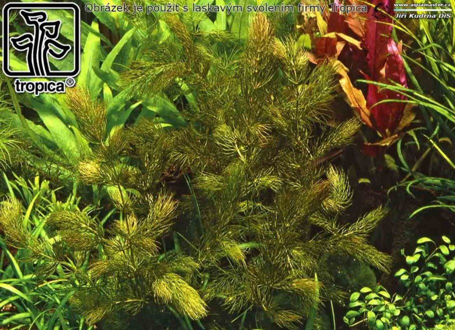 Валлиснерия Спиралис