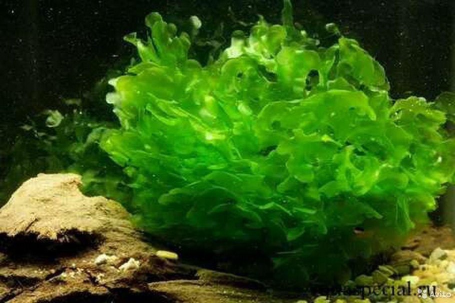 Роголистник ризоиды