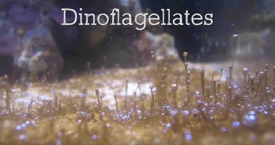 Акваскейпинг Валлиснерия