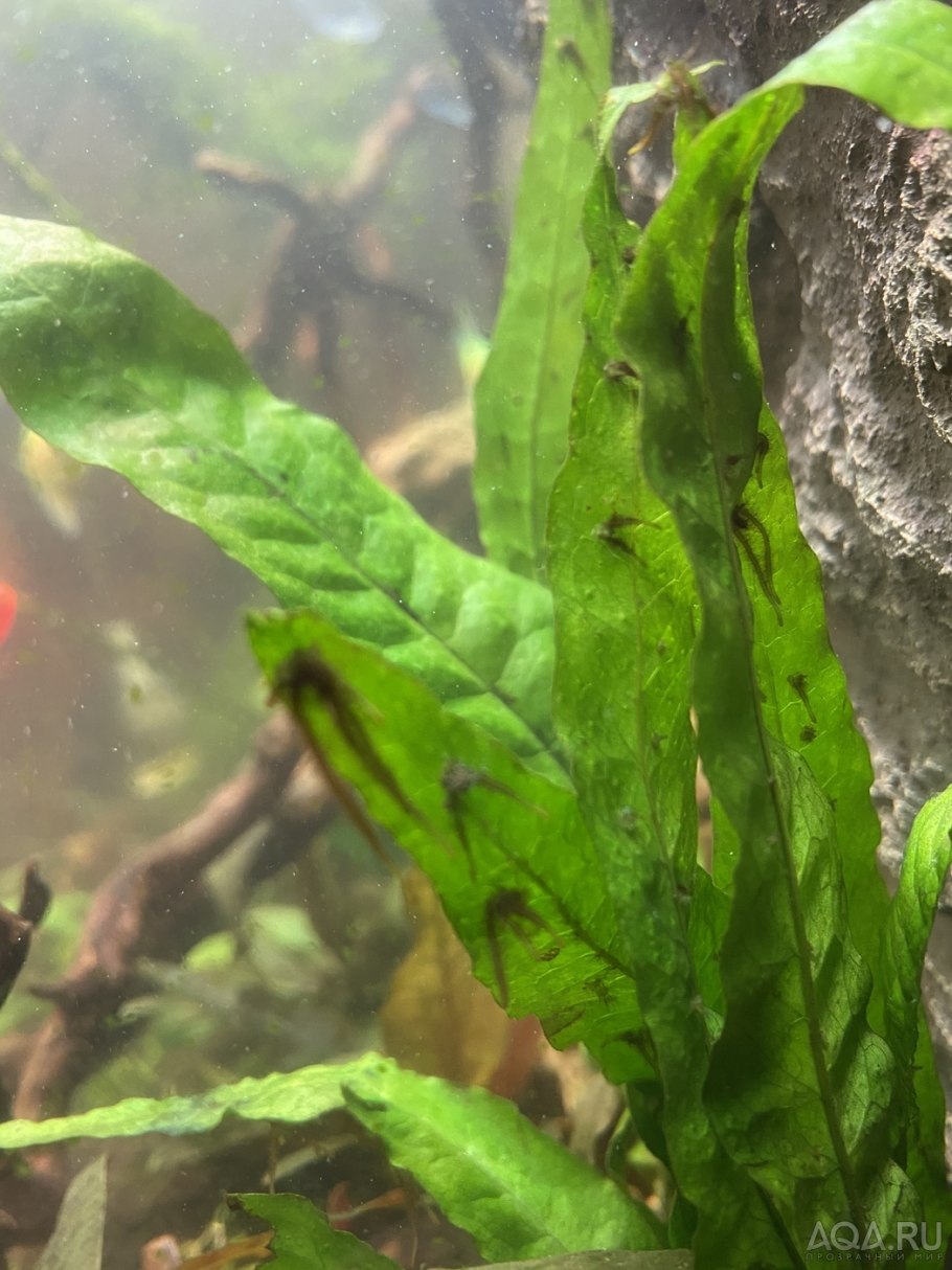 Черная борода водоросль на валлиснерии