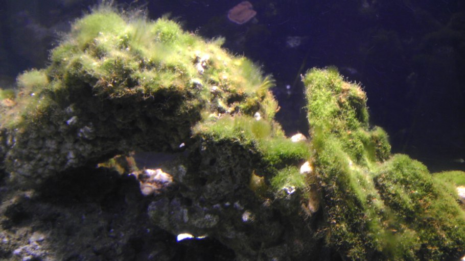 Microsorum Pteropus "narrow Leaf