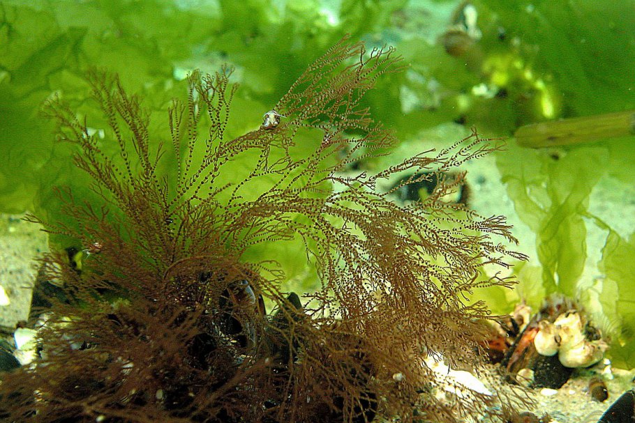 Водоросли черная борода в аквариуме