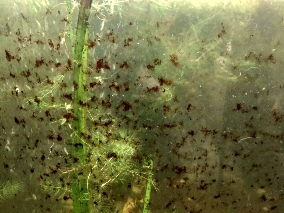 Аквариум водоросли нитчатка