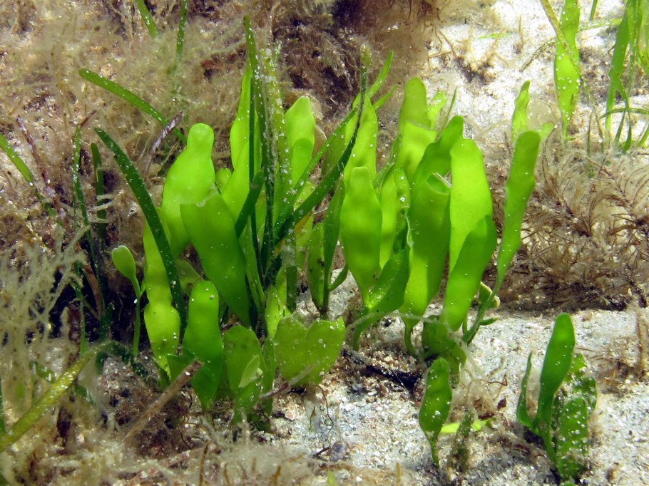 Кладофора водоросль