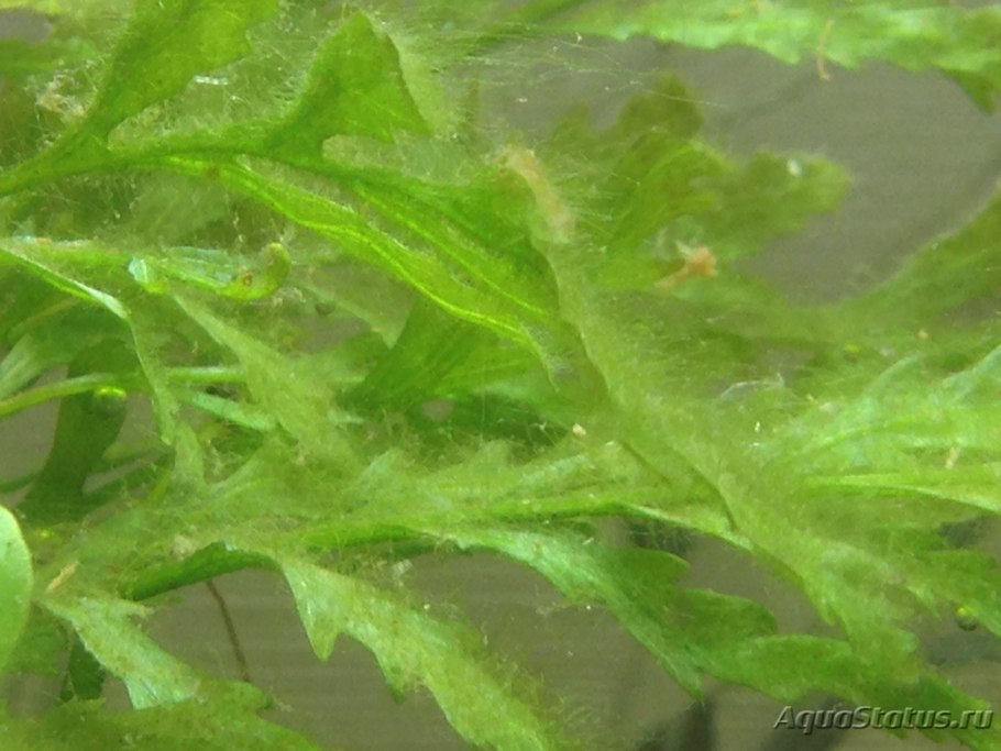 Диатомовые водоросли на мхе