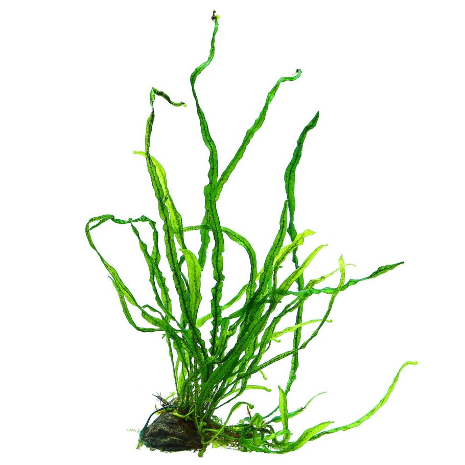 Диатомовые водоросли на листьях