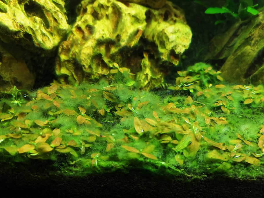 Роголистник кубинский