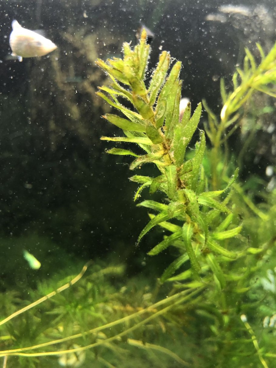 Диатомовые водоросли в аквариуме