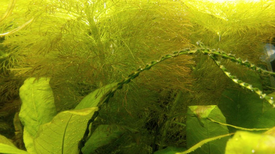 Плесень на стекле аквариума