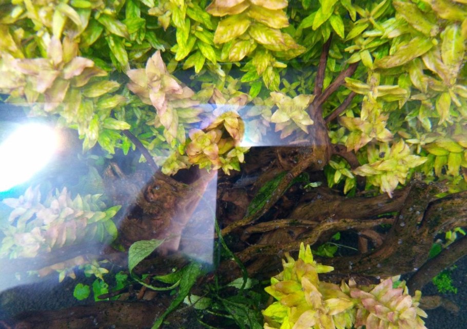 Ризоклониум водоросль