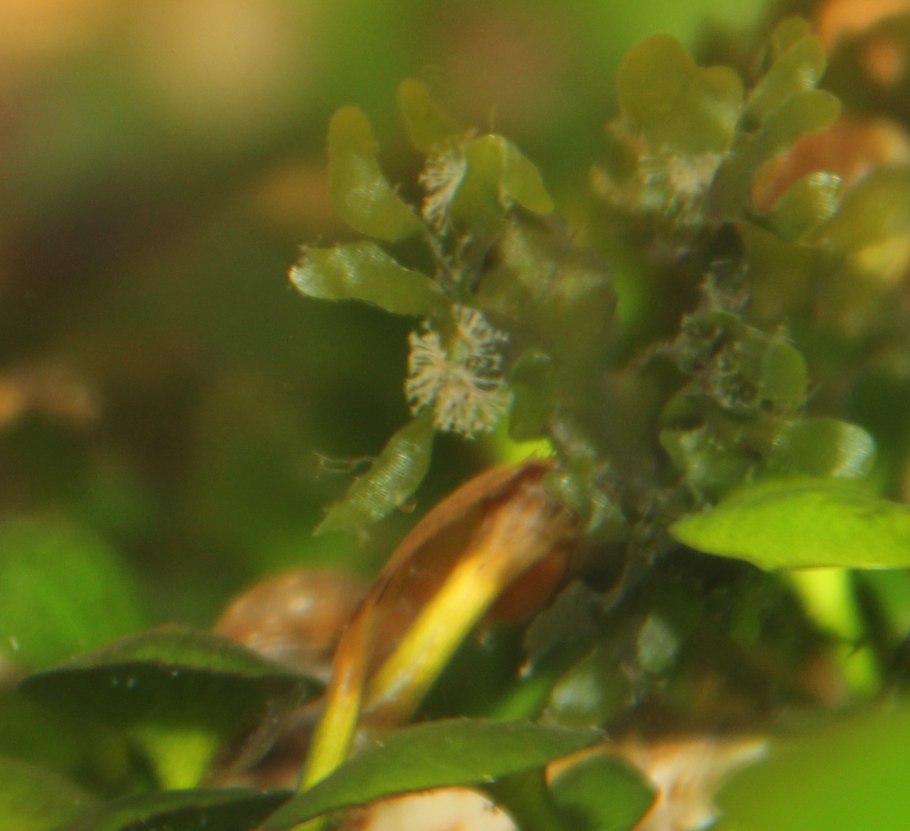 Бурые диатомовые водоросли