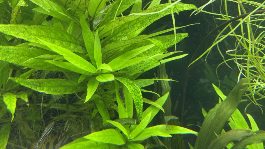 Синезелёные водоросли в аквариуме