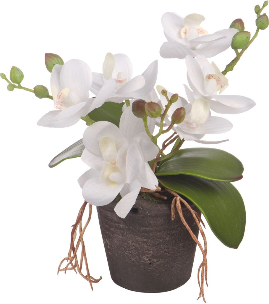 Орхидея бонсай фаленопсис