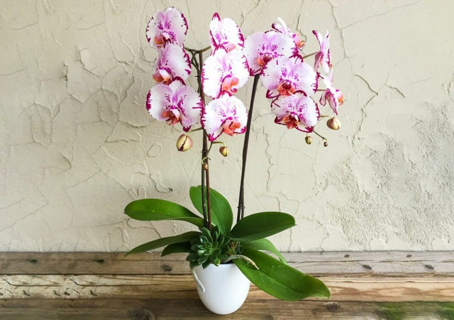 Орхидея Изабель фаленопсис