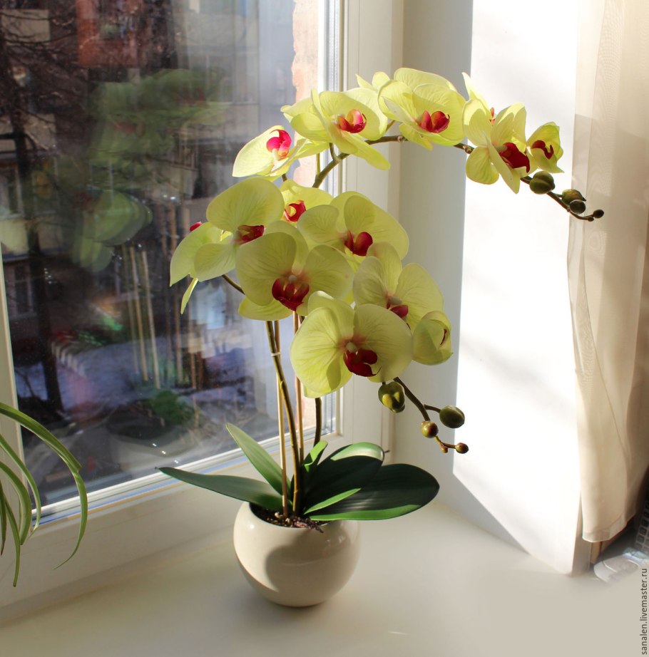 Орхидея бонсай фаленопсис