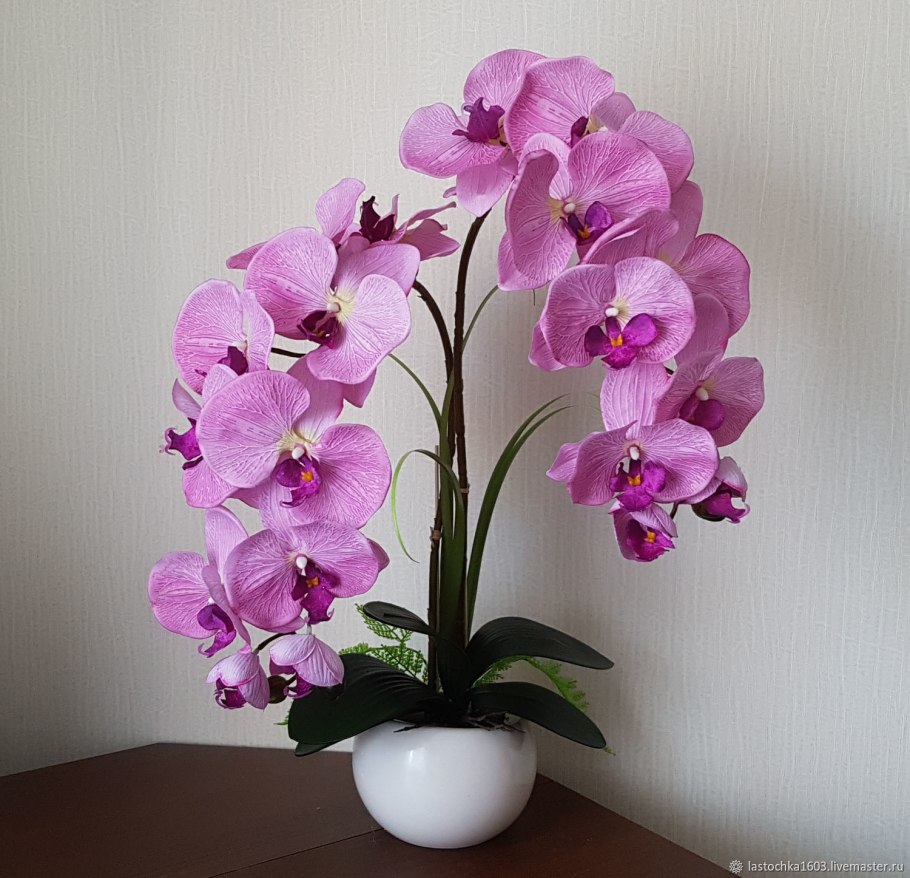 Растение фаленопсис
