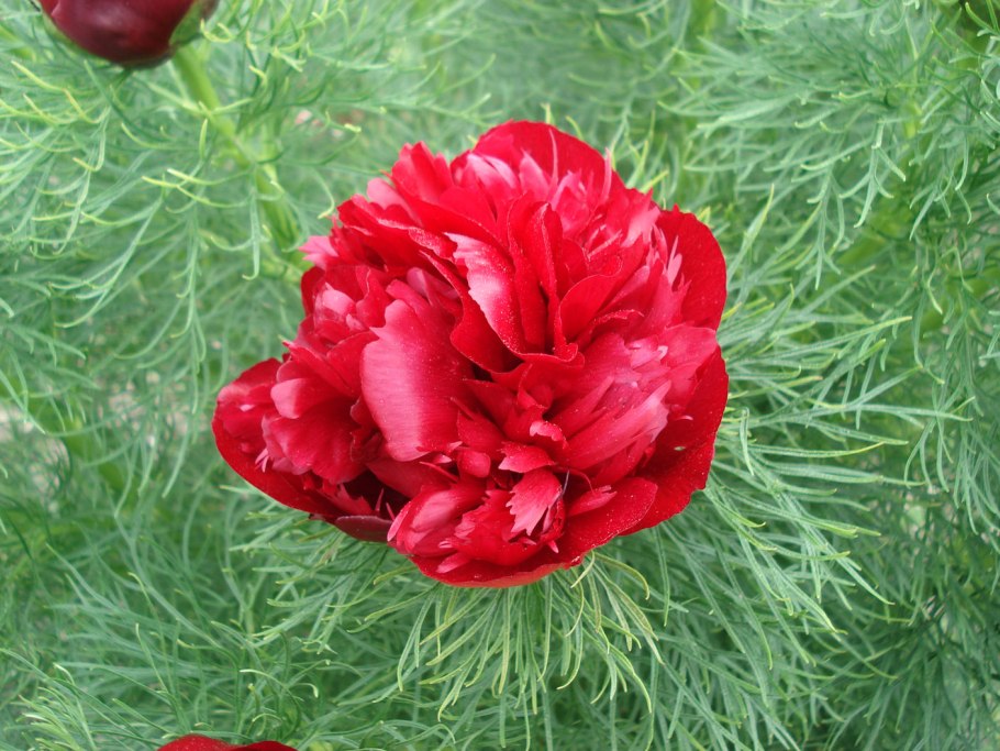 Пион tenuifolia rosea
