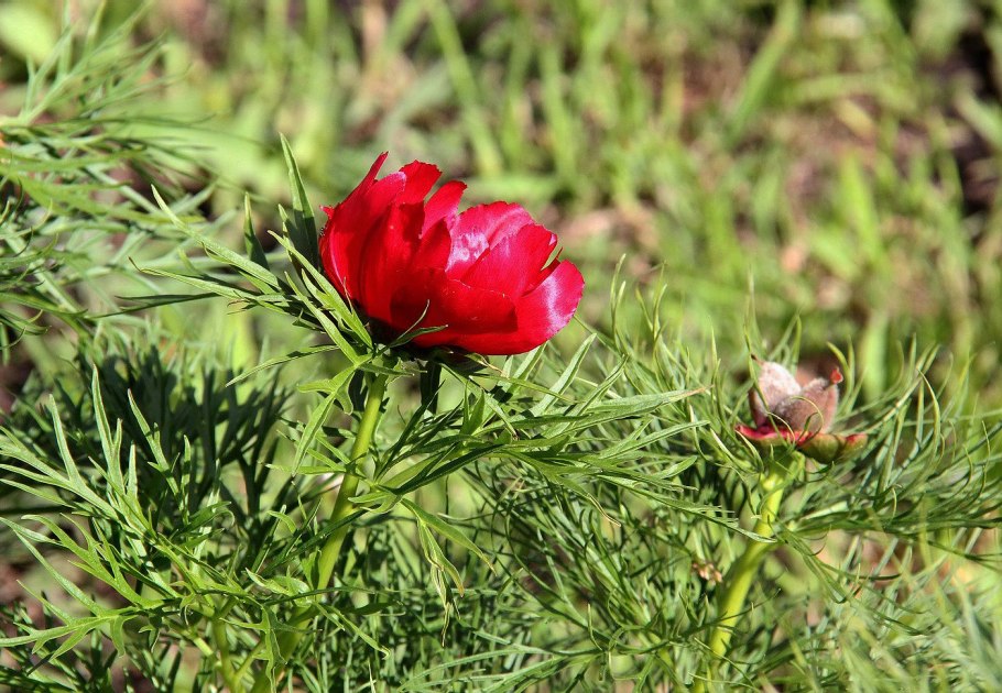 Пион tenuifolia