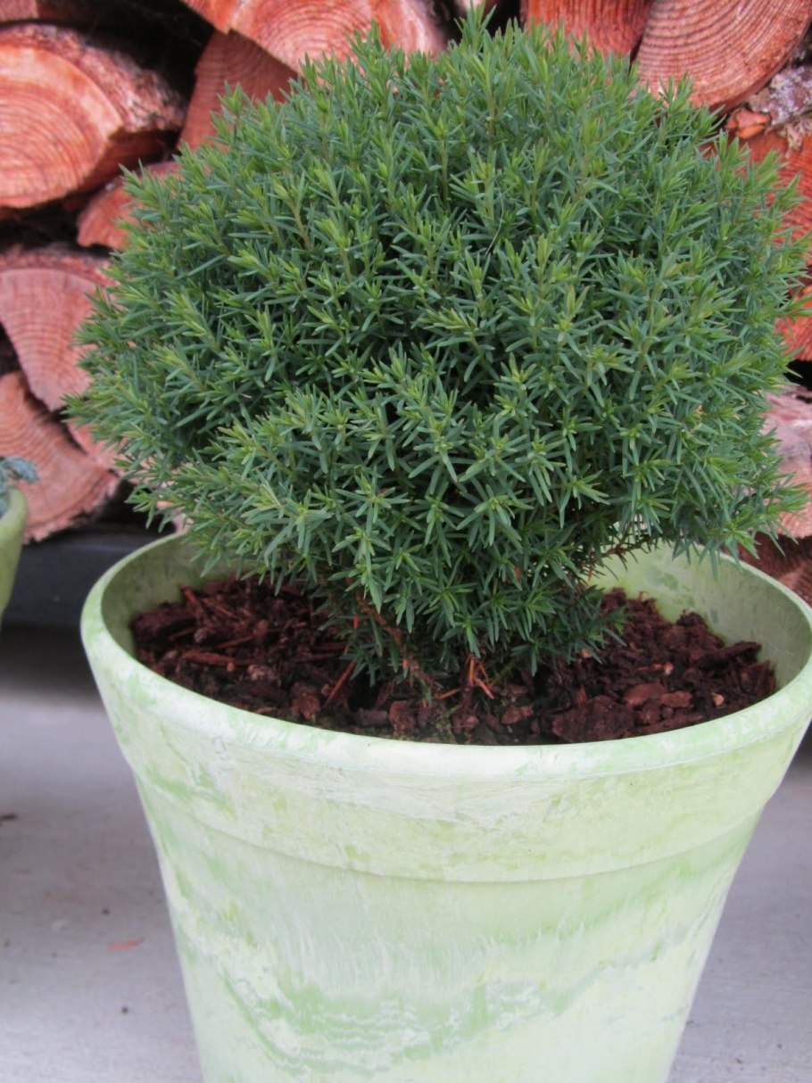 Туя древовидная