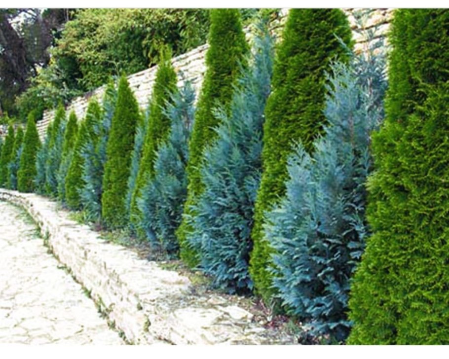 Кипарисовик Глобоза