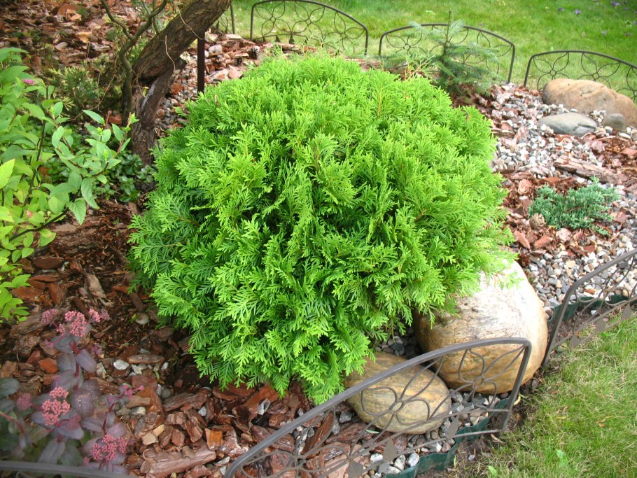 Туя складчатая Whipcord