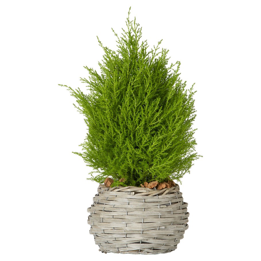 Туя Западная recurvata Nana