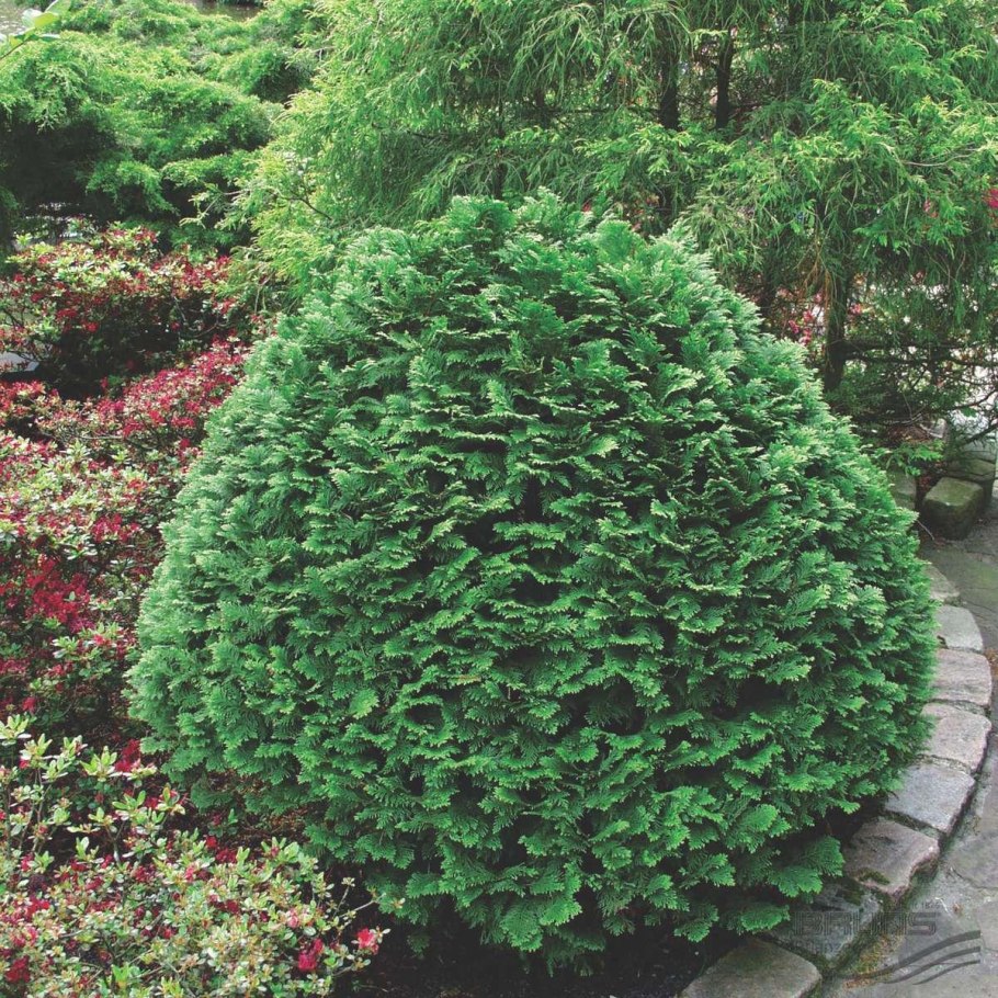 Кипарисовик Лавсона Глобоза