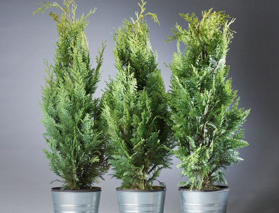 Туя Западная (Thuja occidentalis tiny tim)