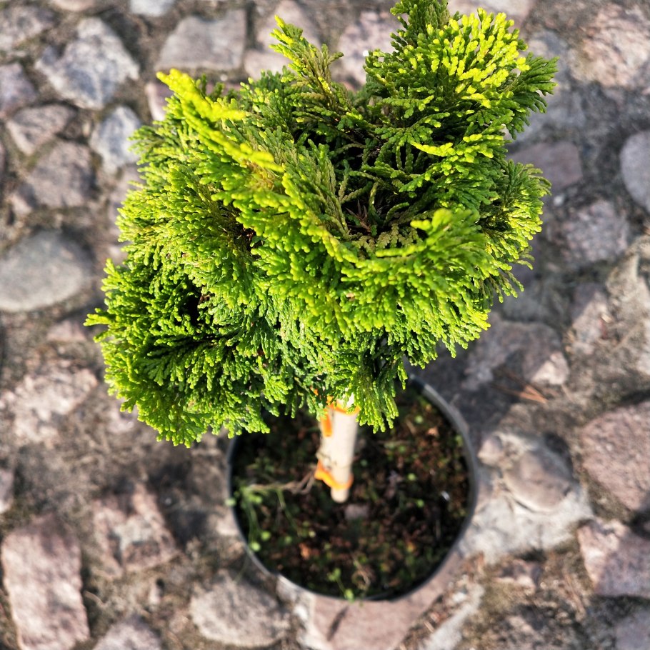 Кипарисовик Лавсона Нана