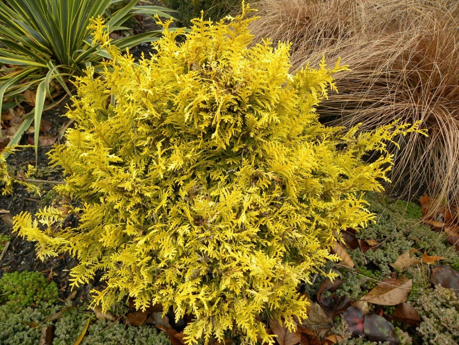 Туя Западная Hoseri